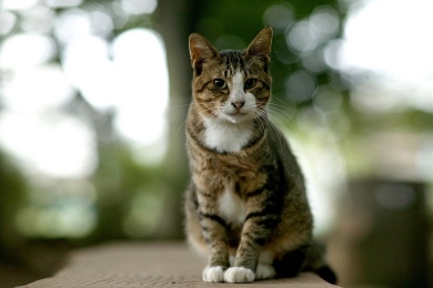 Animal (set A)